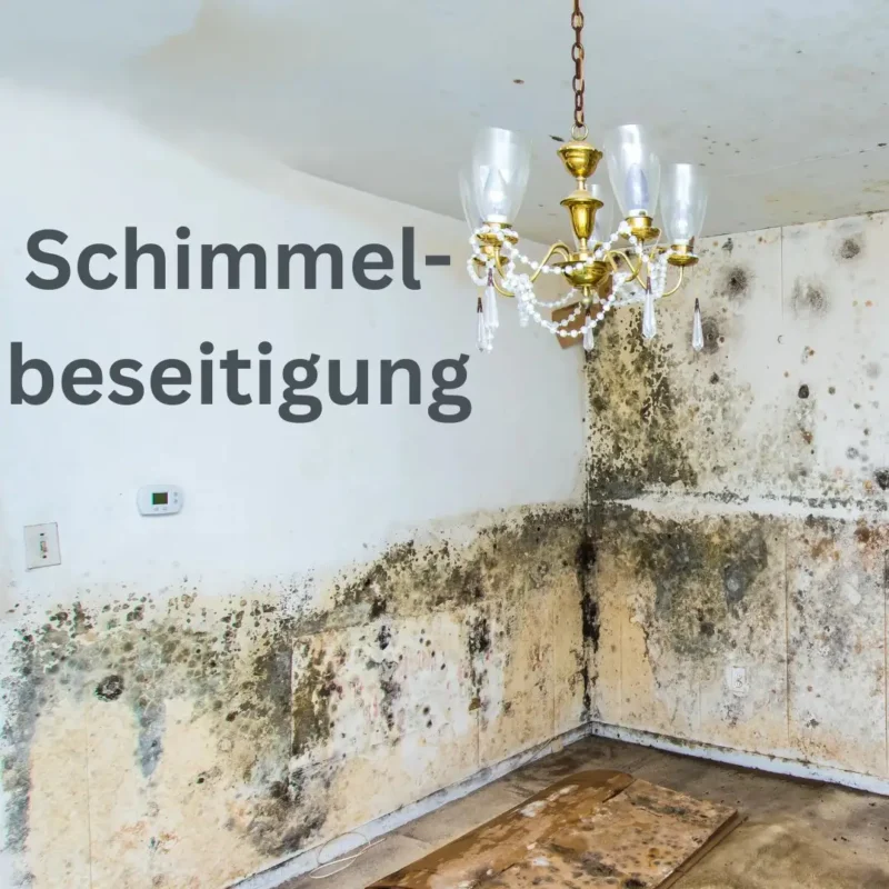 Schimmelbeseitigung-Neu